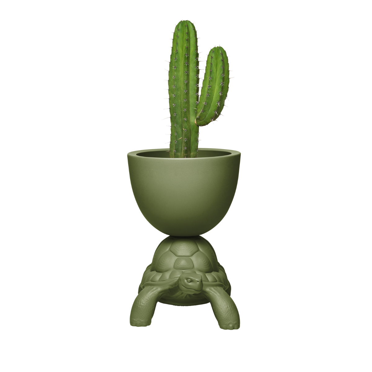 Vaso verde  sorretto sul carapace di una tartaruga visione frontale