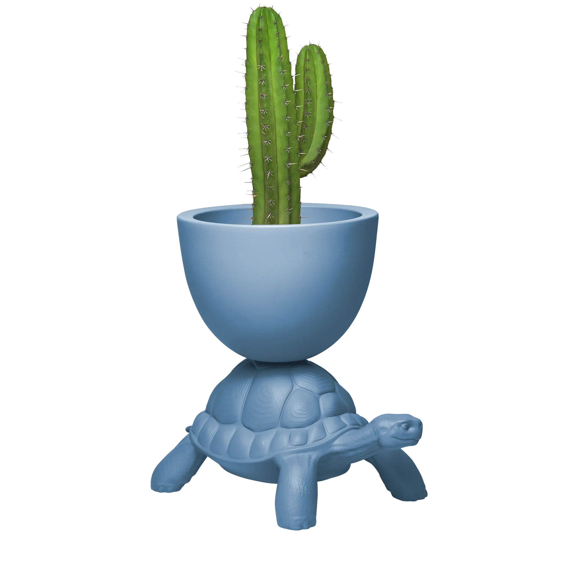 Vaso blu avio sorretto sul carapace di una tartaruga  visione laterale