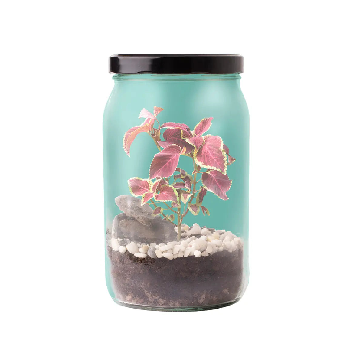 Vasetto trasparente con tappo nero, piantina all'interno. Sfondo bianco