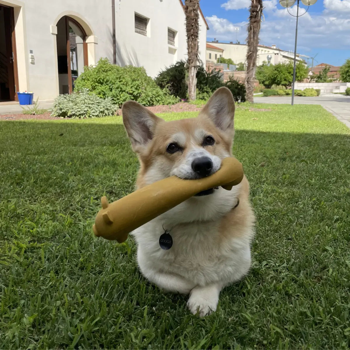Gioco per cani utilizzato da un cane a forma di maiale allungato 