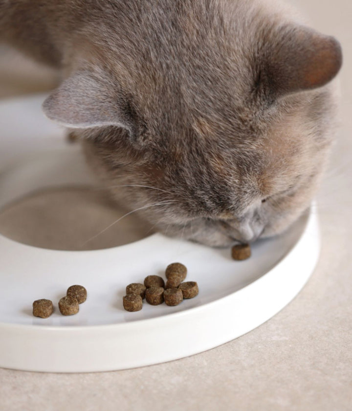 Gatto grigio e beige che si alimenta da ciotola ad anello color bianca