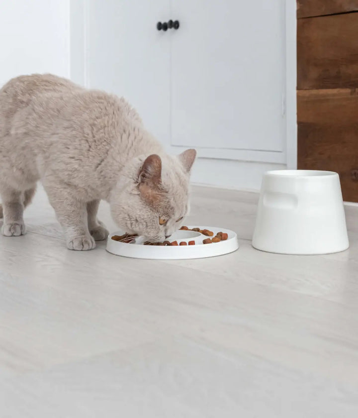 Gatto grigio che mangia dalla ciotola ad anello bianca con vicino la ciotola a torre